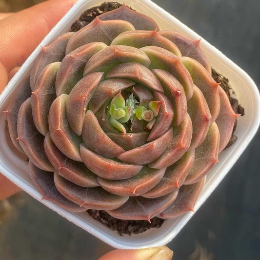 361096 Echeveria Gold Thread Clothing (6.5cm pot size)