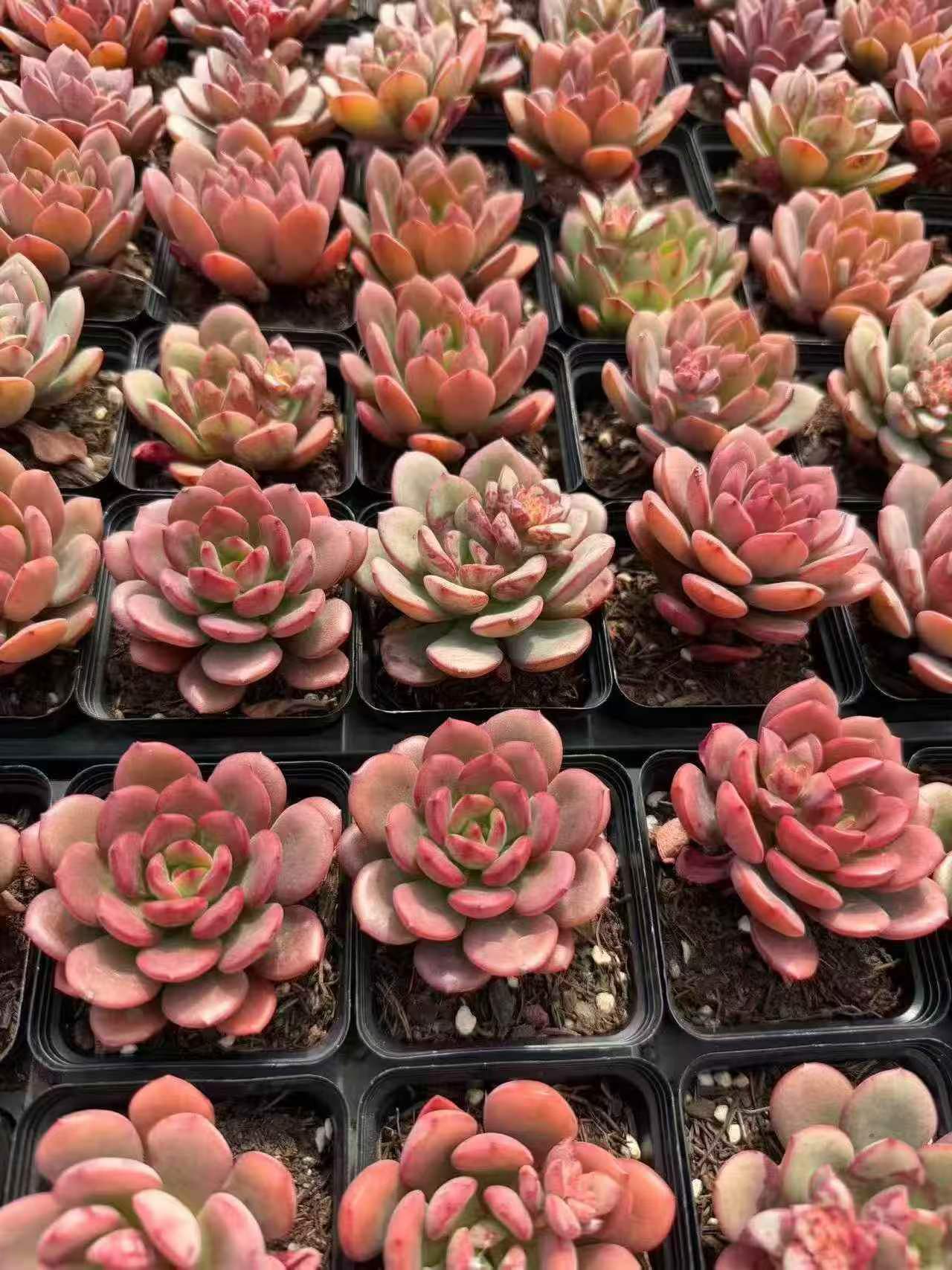 264942 Echeveria Blush Pearl (7cm pot size)