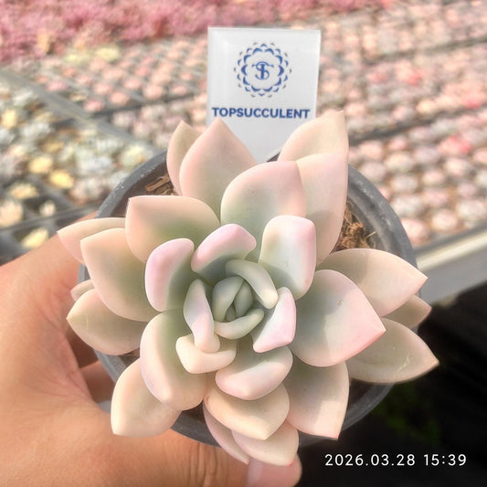 360927 Echeveria Opalina Variegated (9cm pot size)