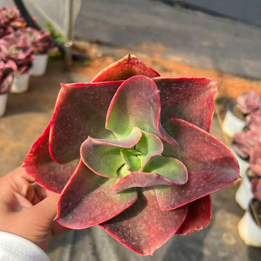 361168 Echeveria Red Glass (12cm pot size)