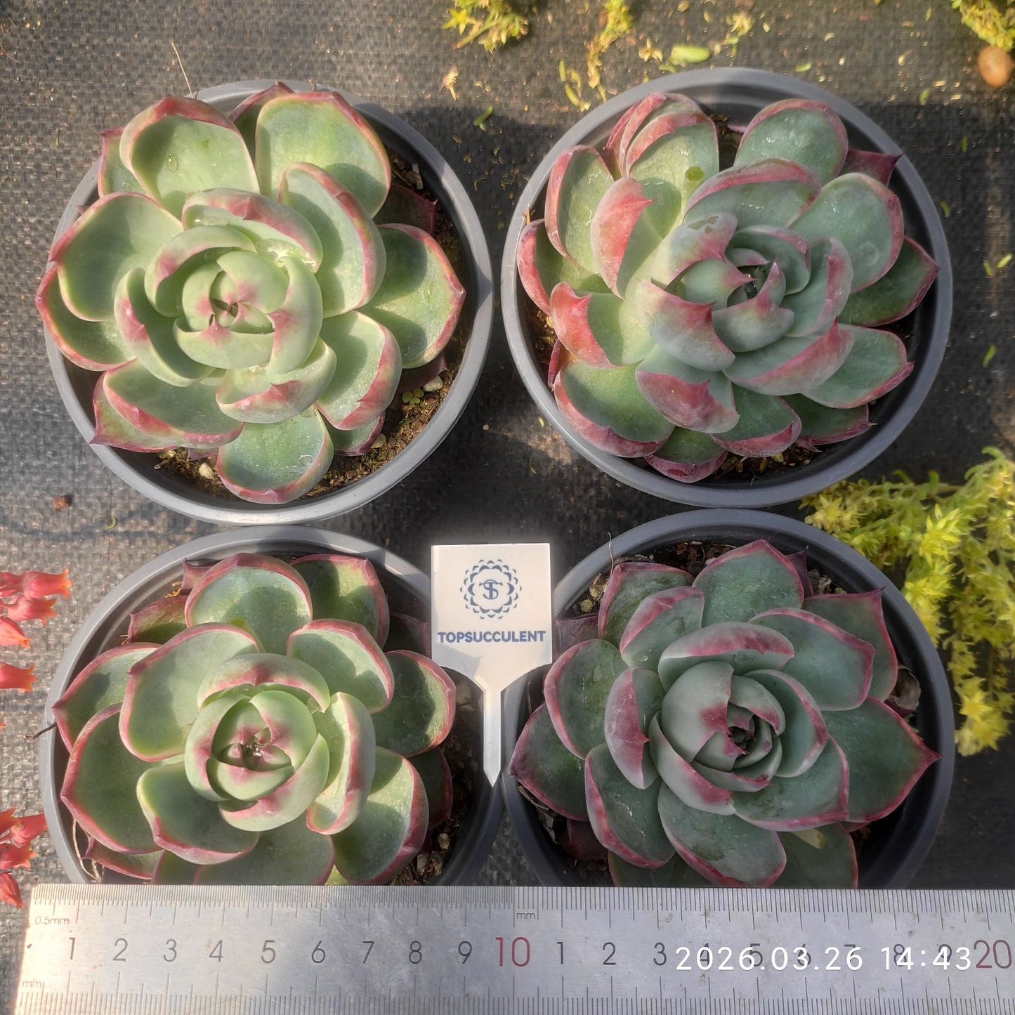 360838 Echeveria Casio (12cm pot size)