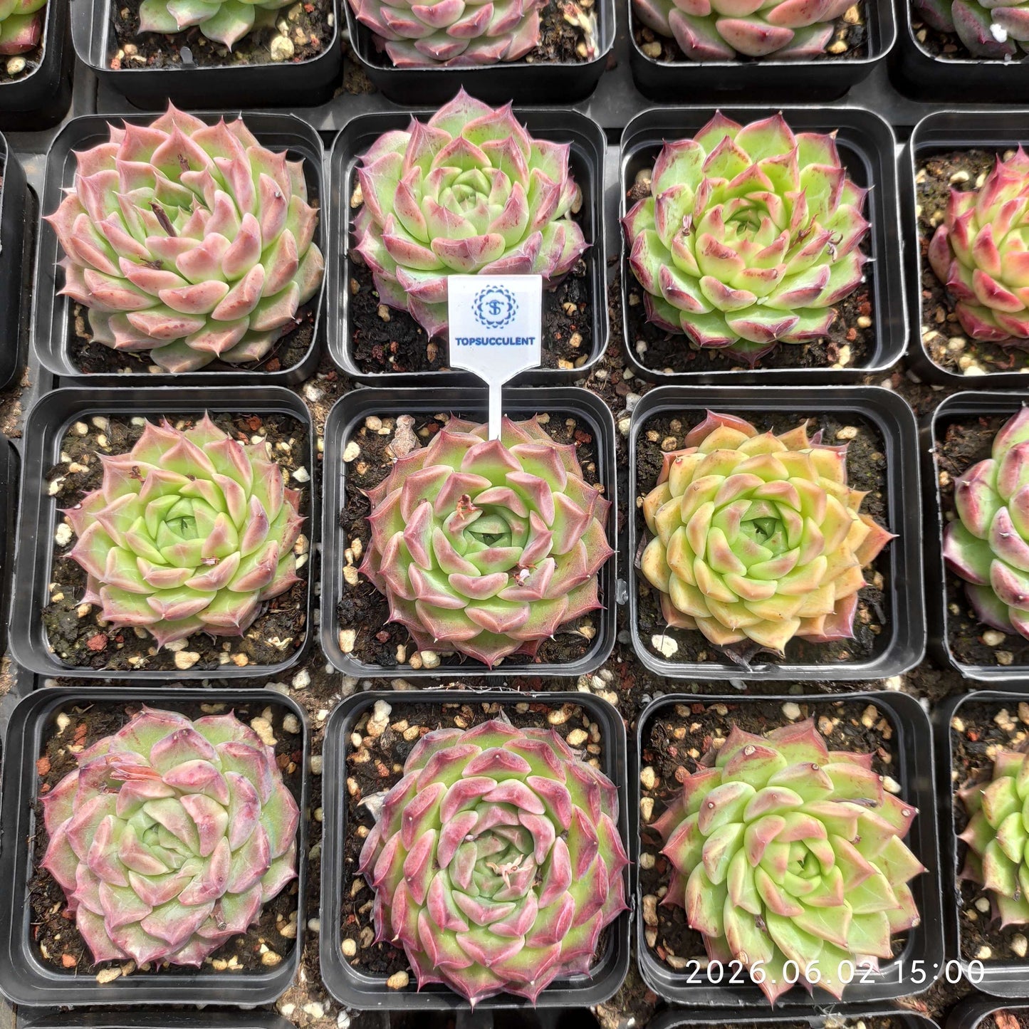 25517 Echeveria Ruby Tempest (6.5cm pot size)