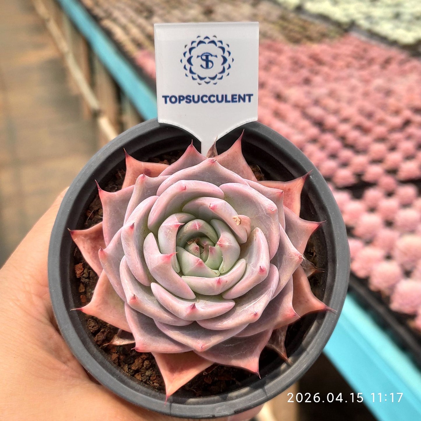 361553 Echeveria Pikachu (9cm pot size)