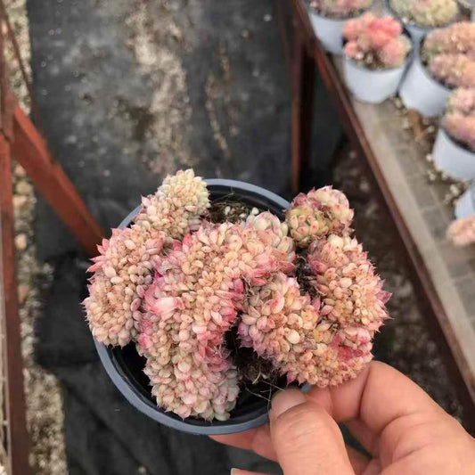 265273 Echeveria White Fat Cristata (10cm pot size)