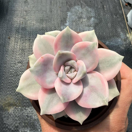 362002 Echeveria Snow White Variegated (9cm pot size)
