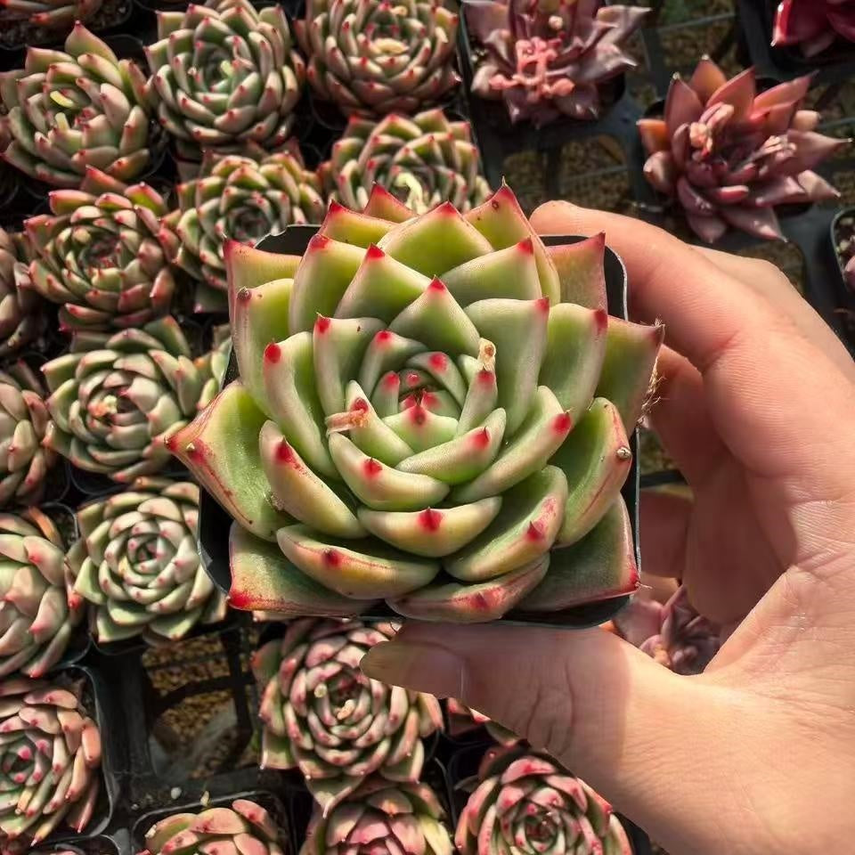 360749 Echeveria Blue Dragon Hyb (7cm pot size)