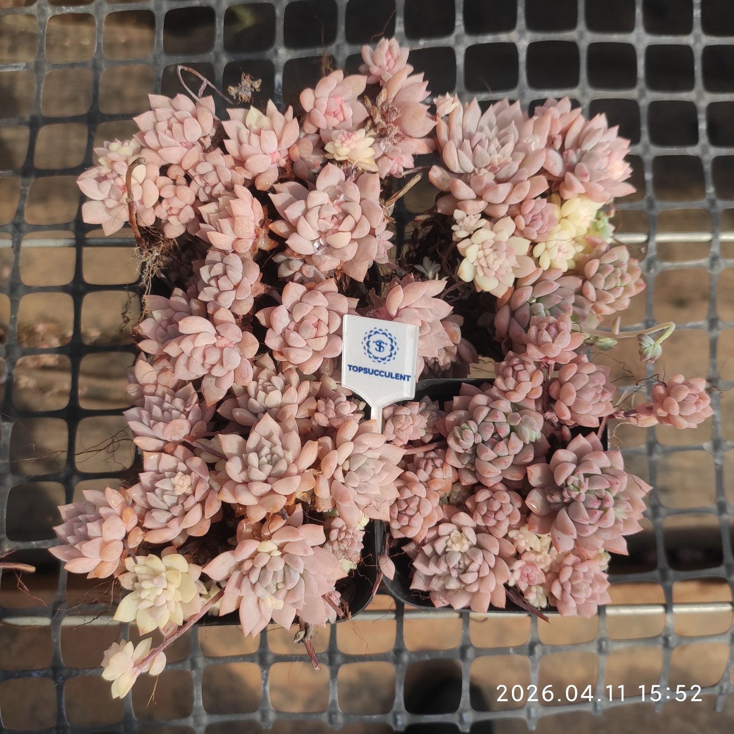 361498 Echeveria Pink Prolifica (6.5cm pot size)