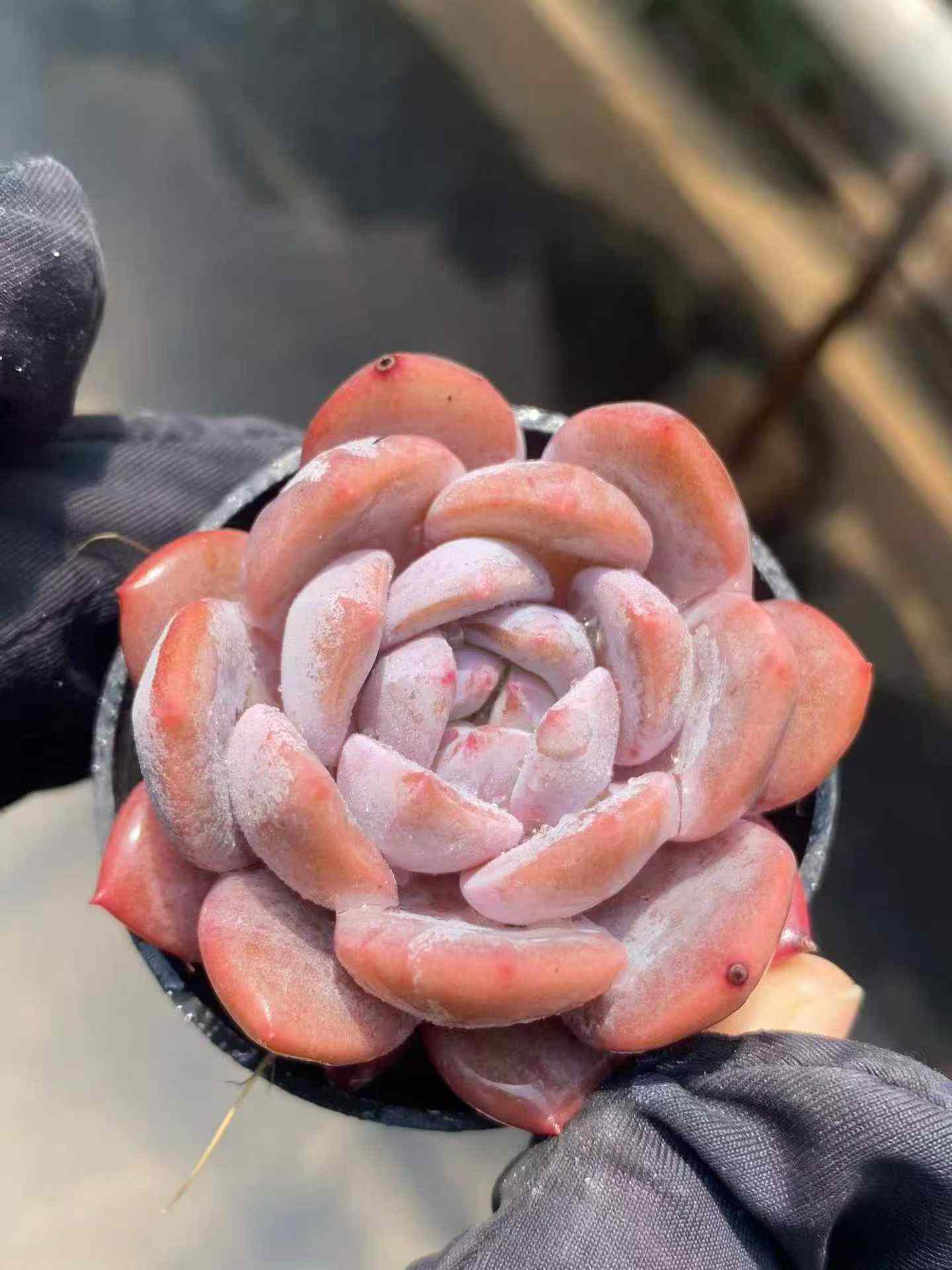 361700 Echeveria Little Lily (5.5cm pot size)