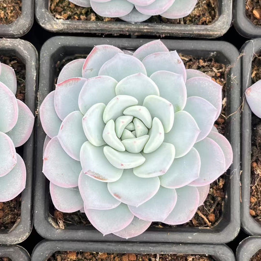 360239 Echeveria Snow Tea (9cm pot size)