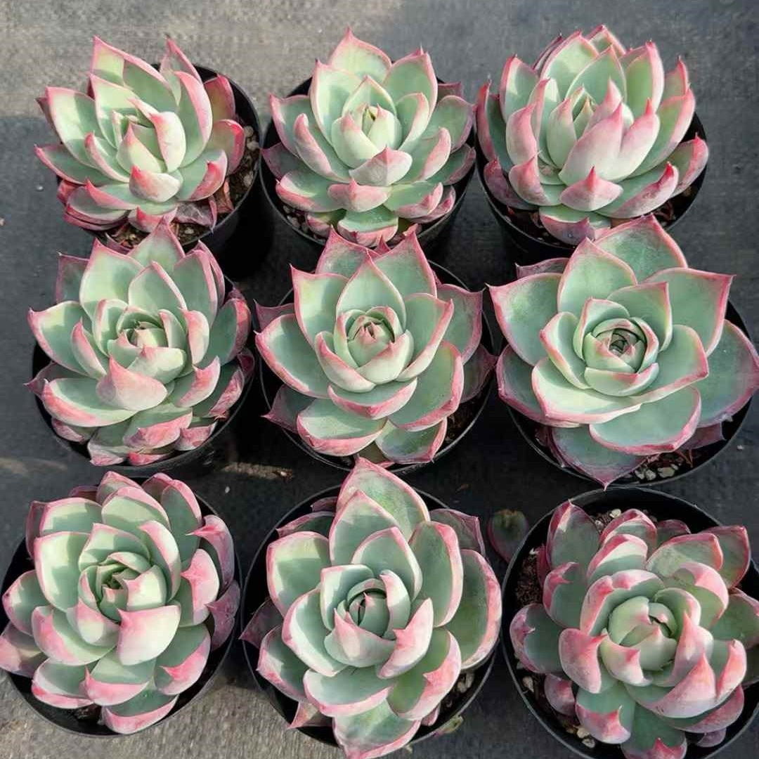 360384 Echeveria Casio (9cm pot size)