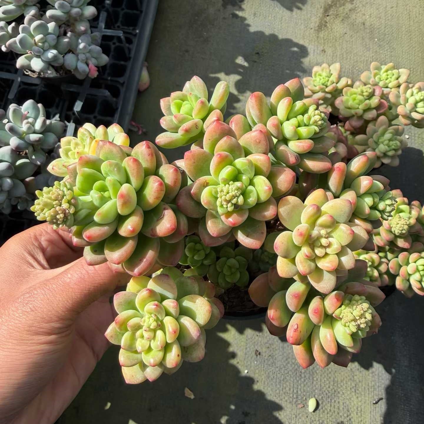 360368 Echeveria Shangri-La (9cm pot size)