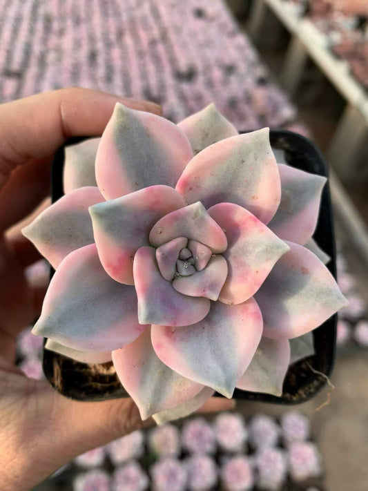 265052 Echeveria Snow White Variegated (7cm pot size)