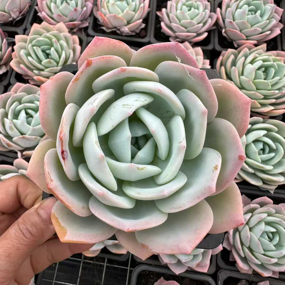 360171 Echeveria Phoenix Orange (12cm pot size)