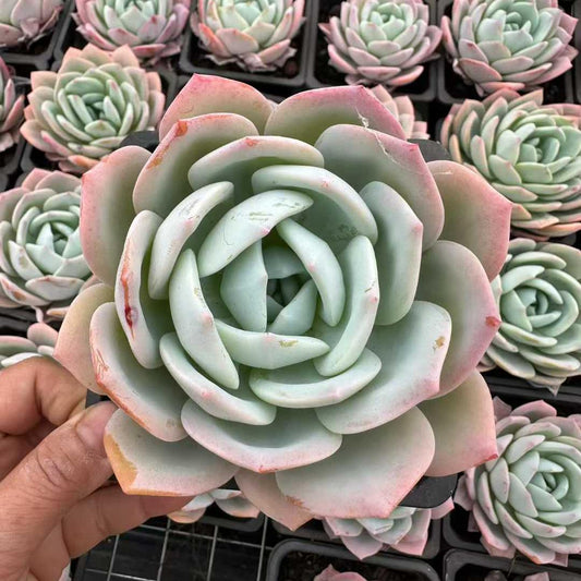 360171 Echeveria Phoenix Orange (12cm pot size)