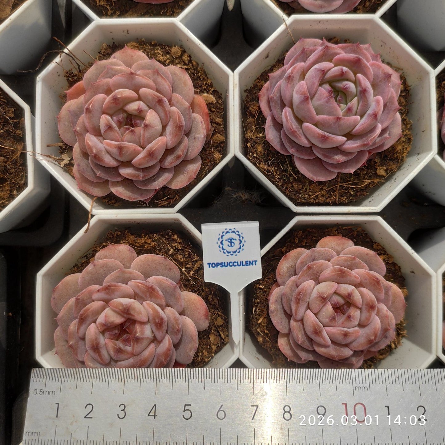 360128  (7cm pot size)