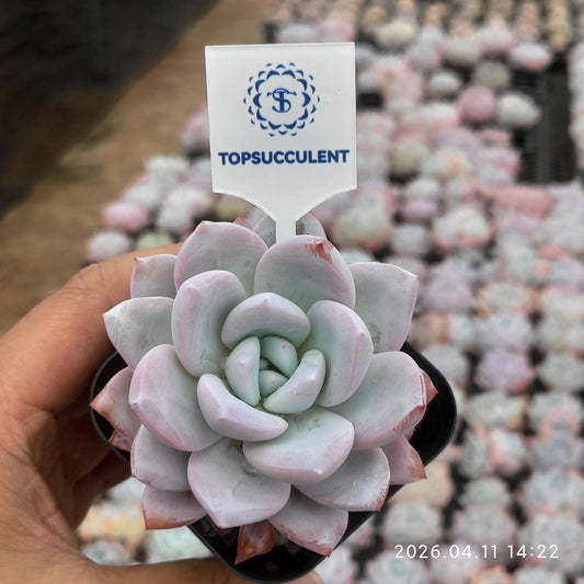 361447 Echeveria Werther (6.5cm pot size)