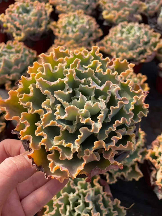 264782 Echeveria Blue Fox (12cm pot size)