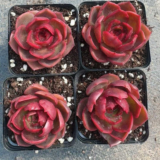 360380 Echeveria Traffic Light (7cm pot size)
