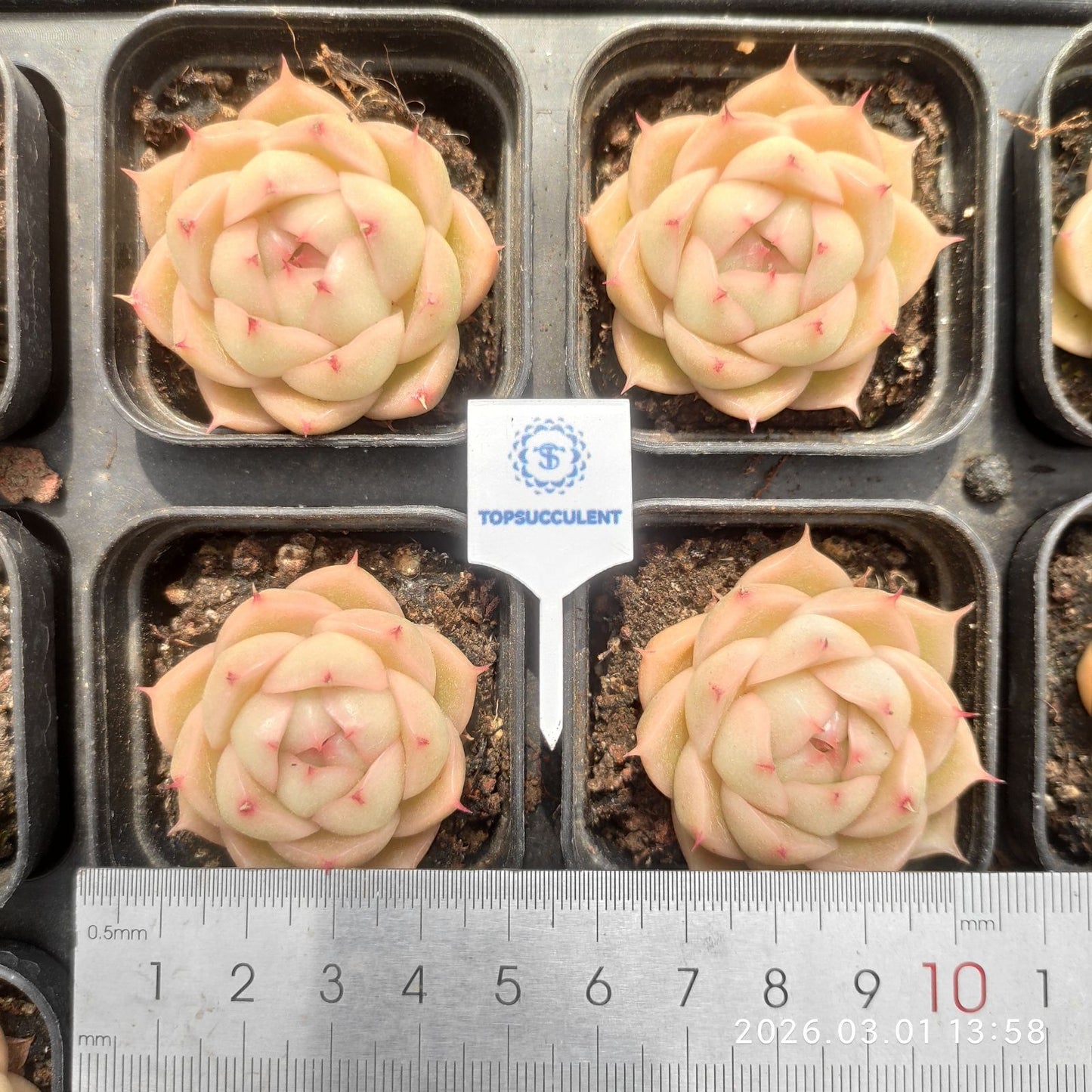 360127  (5.5cm pot size)