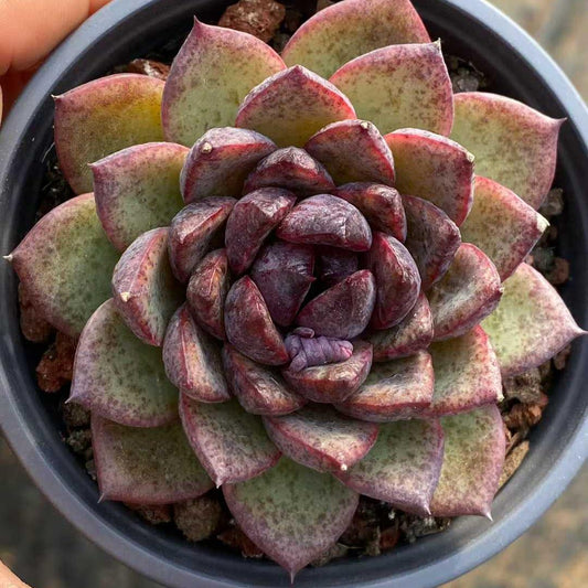 360093 Echeveria Black Rose (9cm pot size)
