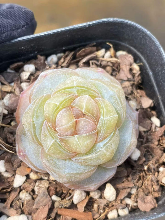 361715 Echeveria Clear Amber (6.3cm pot size)