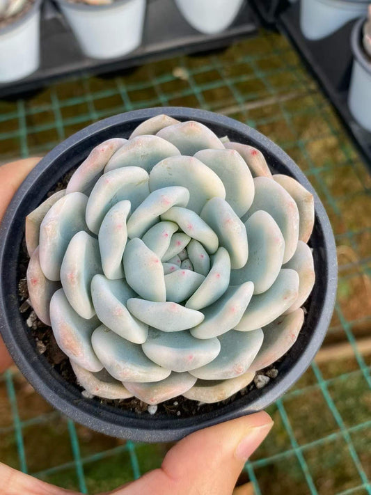 361747 Echeveria Orange Monroe Variegated (9cm pot size)