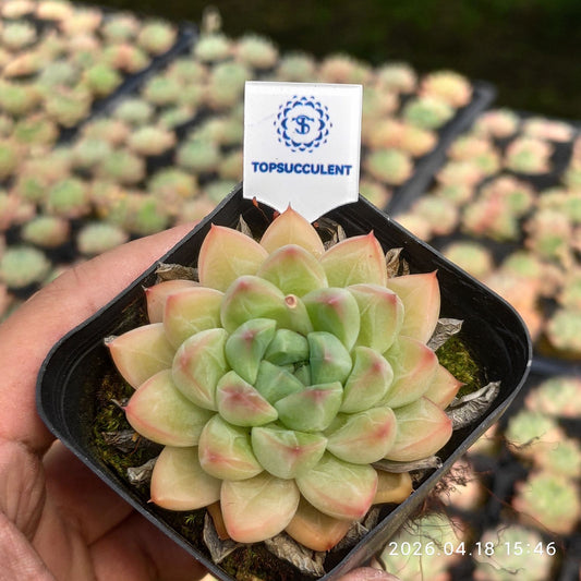 361921 Echeveria Pande (6.5cm pot size)