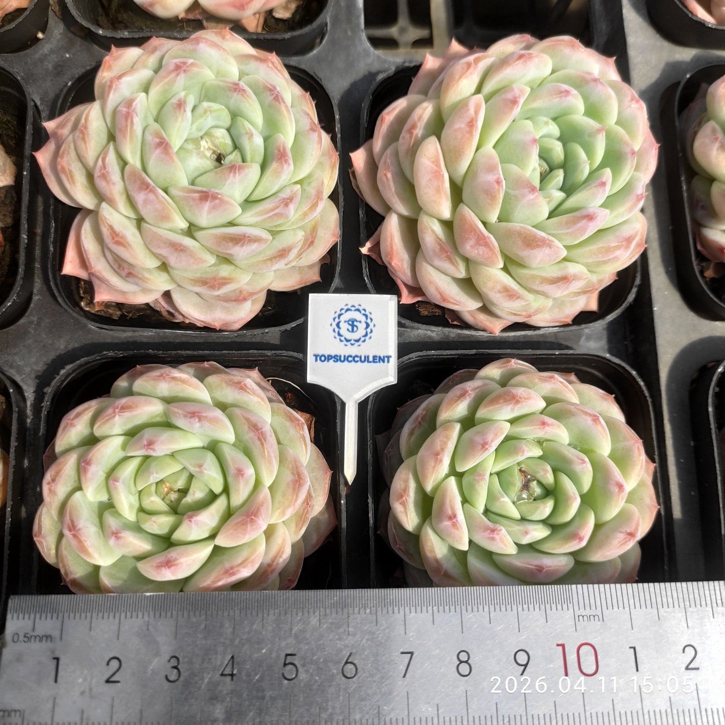 361474 Echeveria Snow Essence (6.5cm pot size)