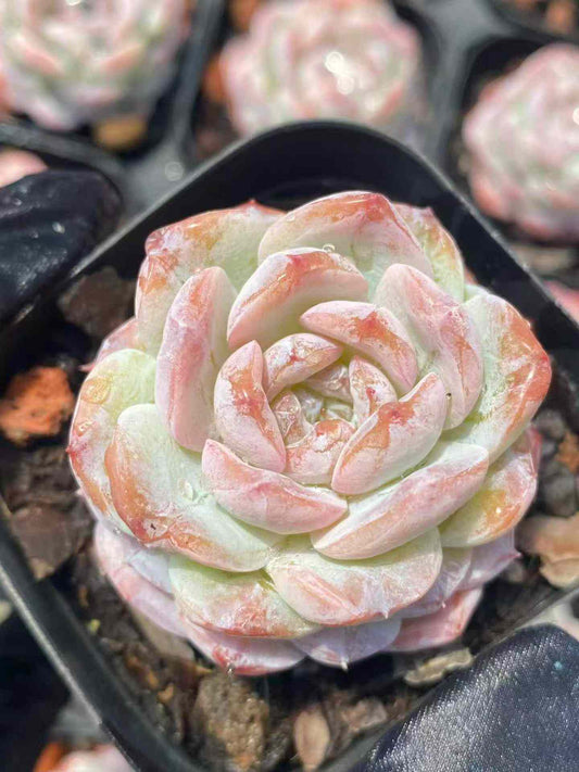 361706 Echeveria Cappuccino (6.3cm pot size)