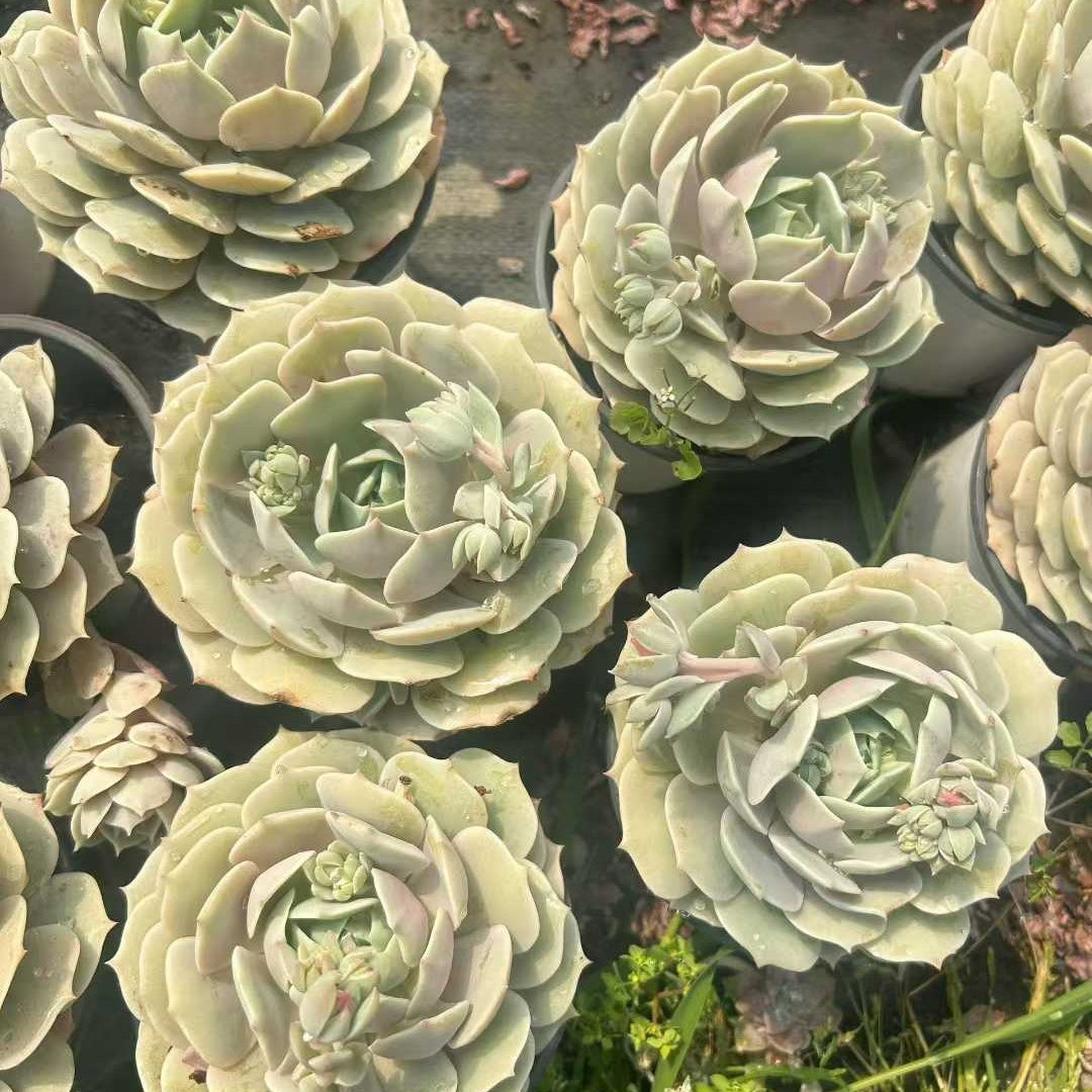 360214 Echeveria Lola (10cm pot size)