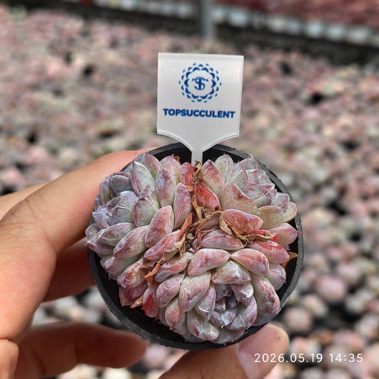 362442 Echeveria Candy Heart (5cm pot size)