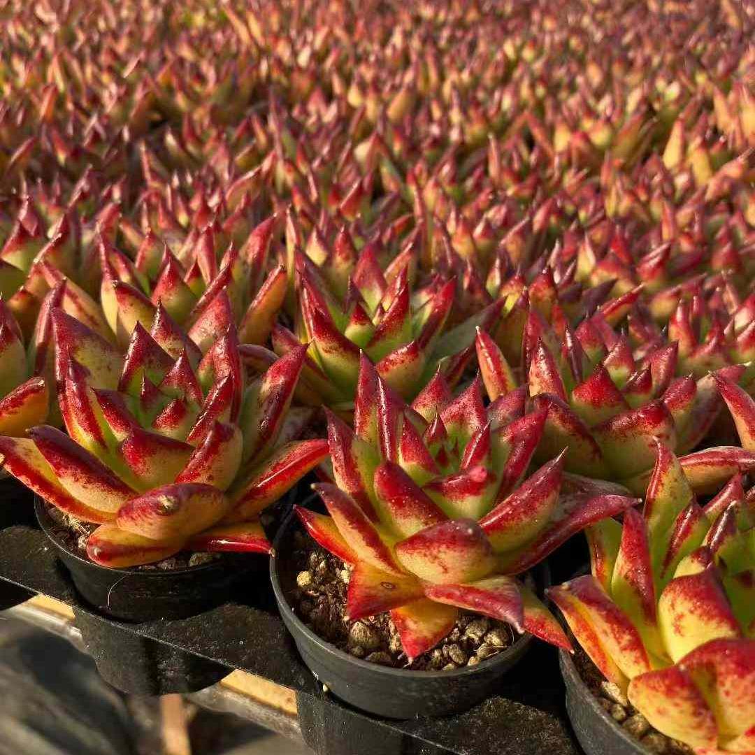 360434 Echeveria Lip Stick (5.5cm pot size)