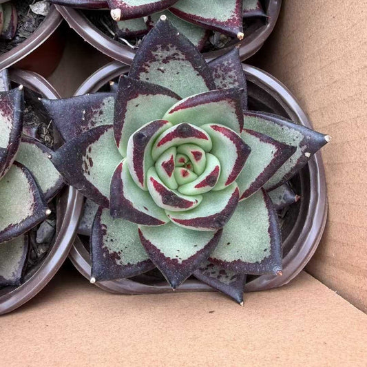 360803 Echeveria Dark Lord (12cm pot size)