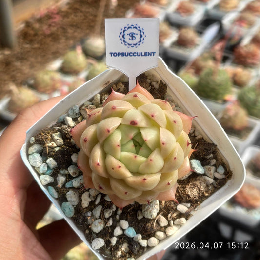361207 Echeveria Sugar Bud (7cm pot size)