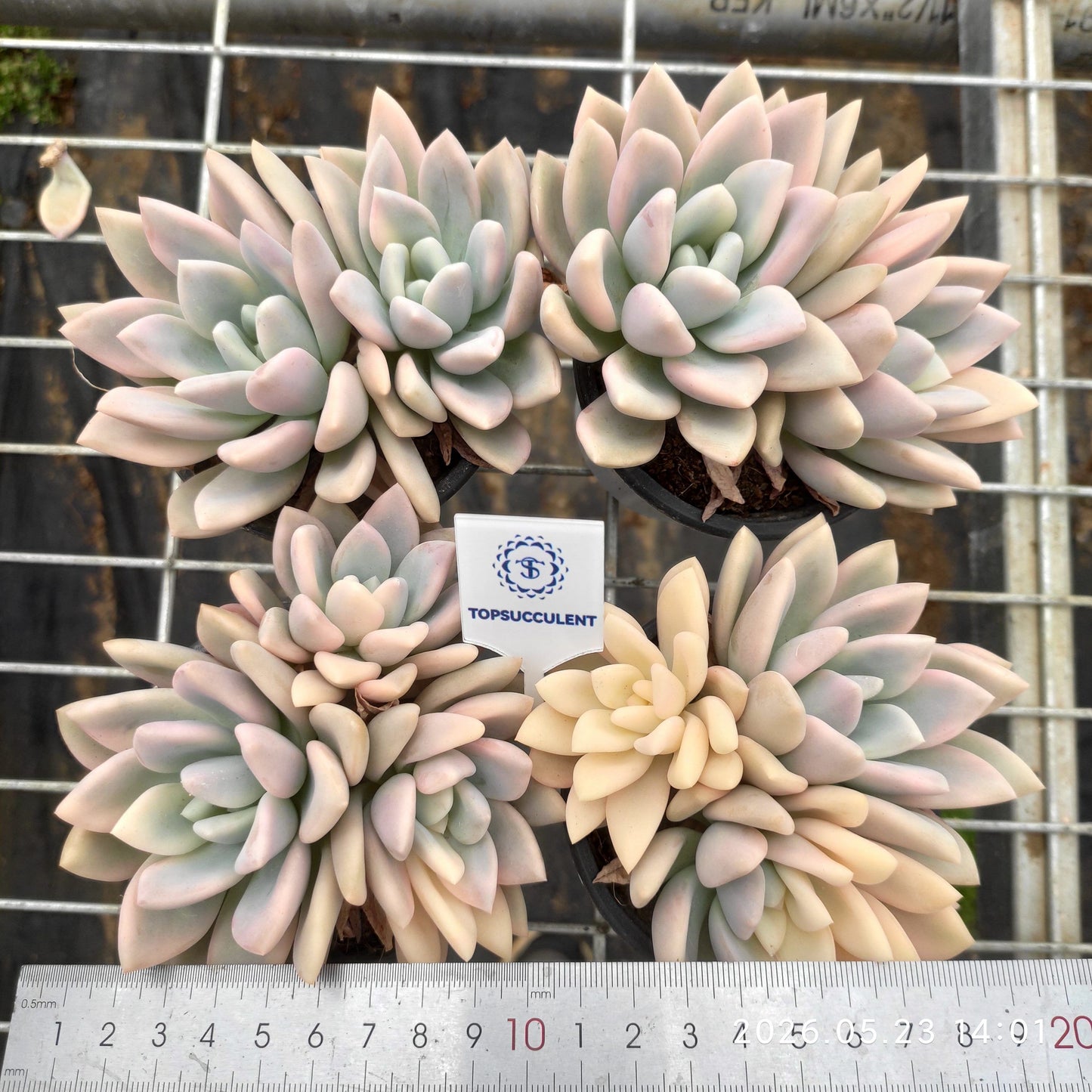 360926 Echeveria Opalina Variegated (9cm pot size)