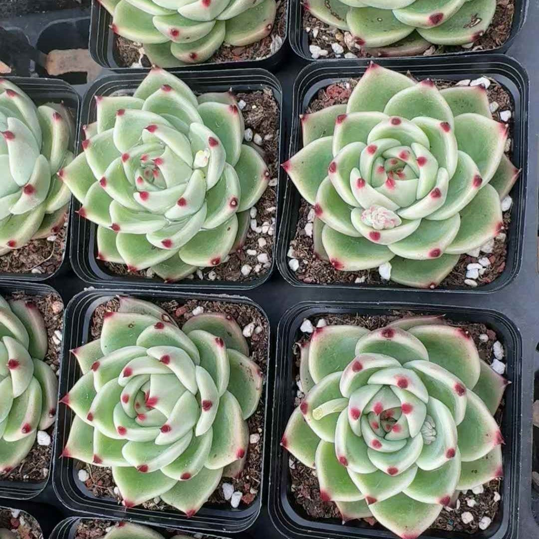 360375 Echeveria Blue Dragon (7cm pot size)