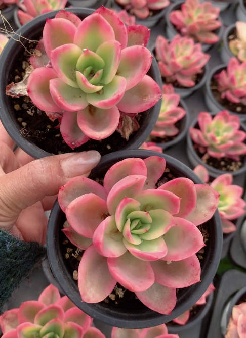 264105 Echeveria Joy Variegated (11cm pot size)