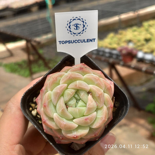 361422 Echeveria Jade Rabbit Jenny (6.5cm pot size)