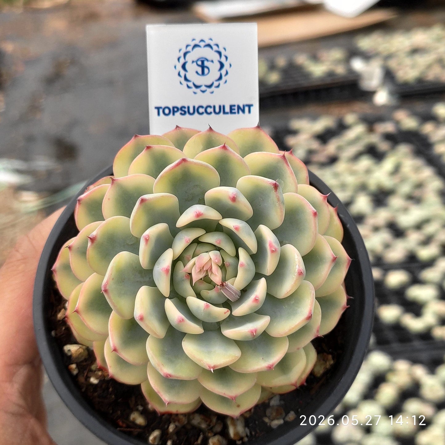 361813 Echeveria White Minima Variegated (9cm pot size)