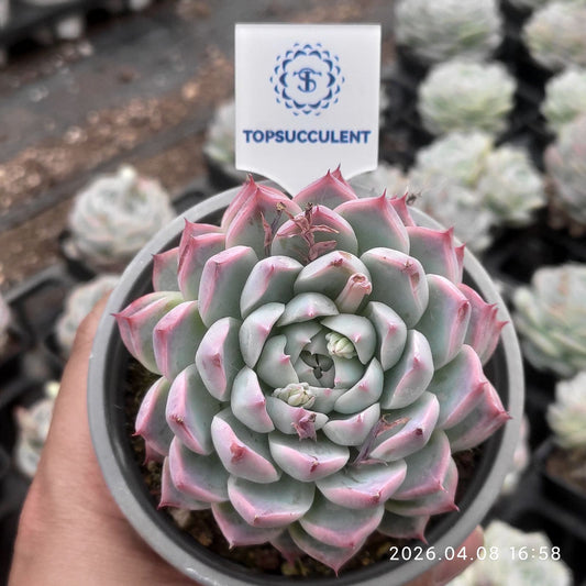 361392 Echeveria White Luck (9cm pot size)