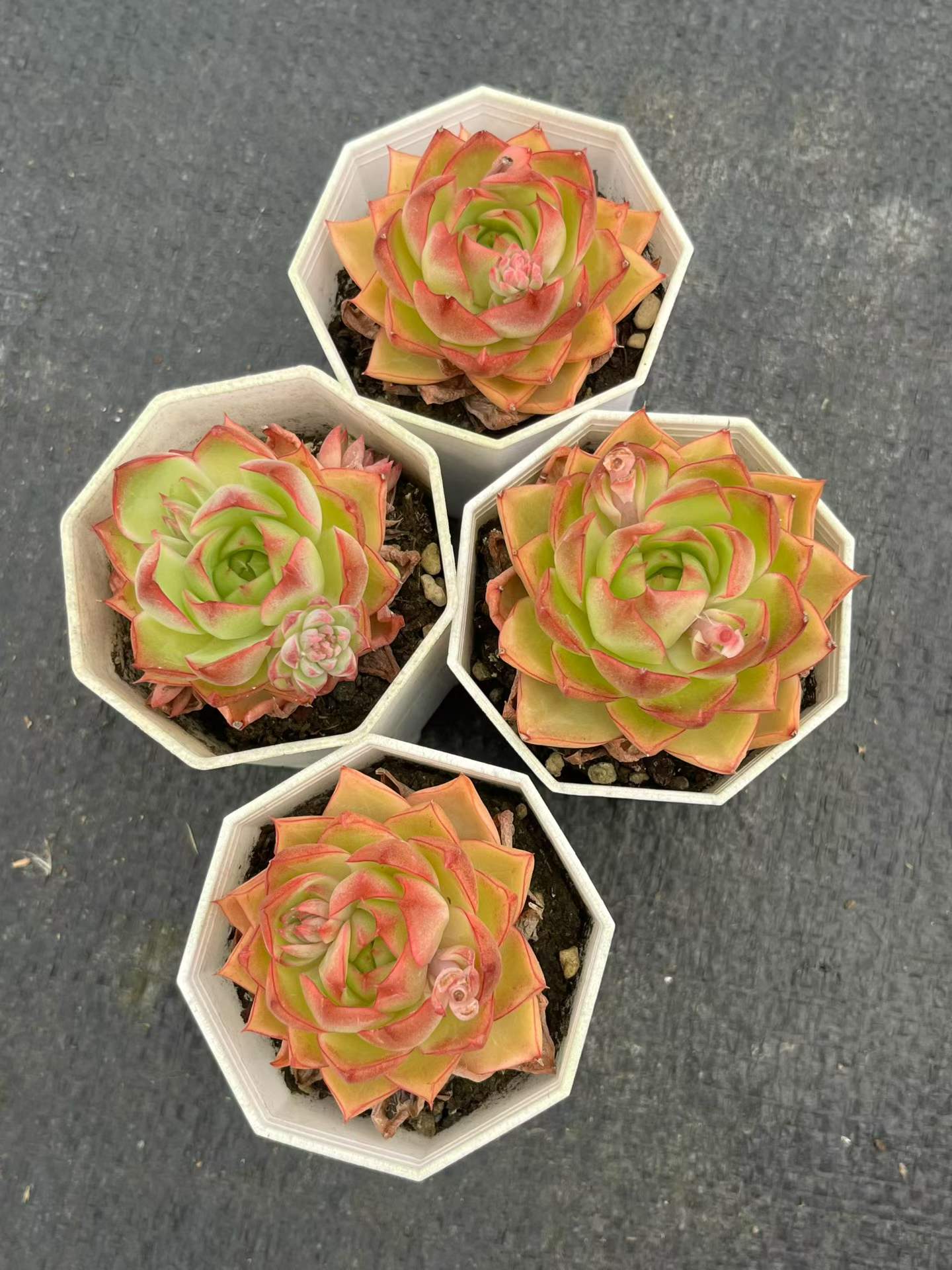25313 Echeveria Blue Moon (7cm pot size)