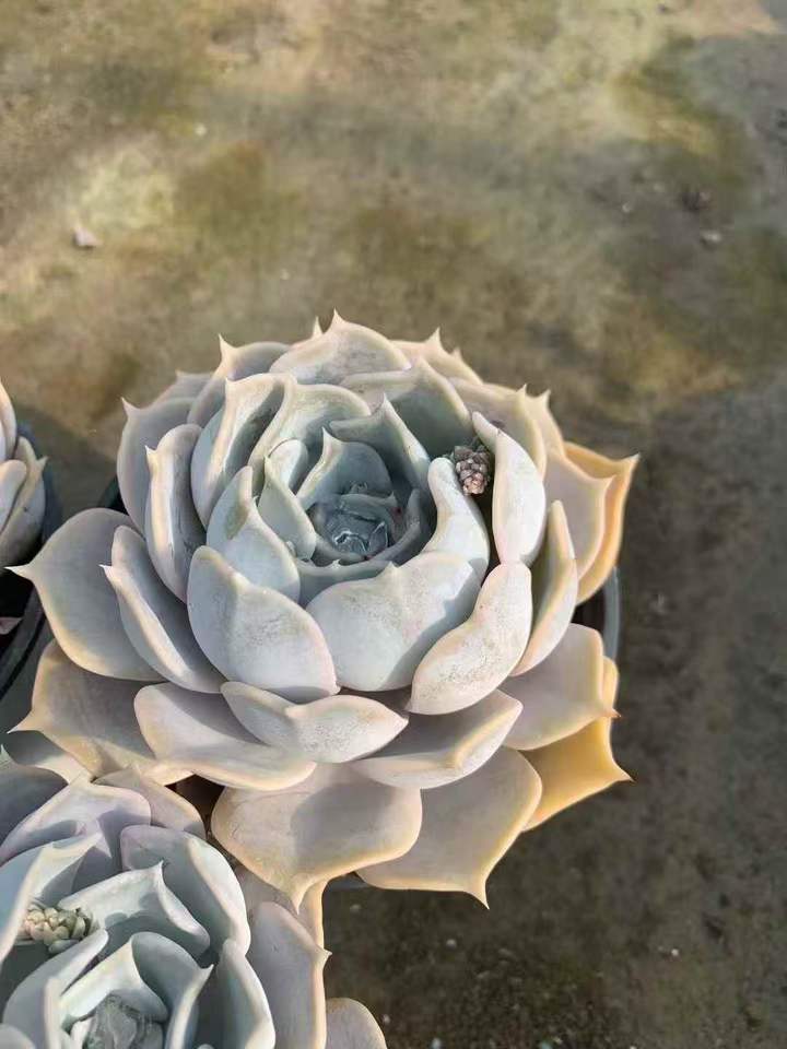 264012 Echeveria Lucina (12cm pot size)