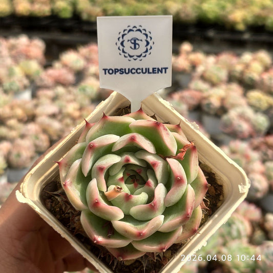 361317 Echeveria Blue Eyes (7cm pot size)