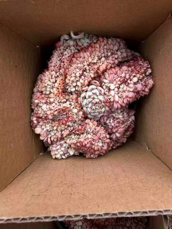 264259 Echeveria Blue Minima Cristata (9cm pot size)