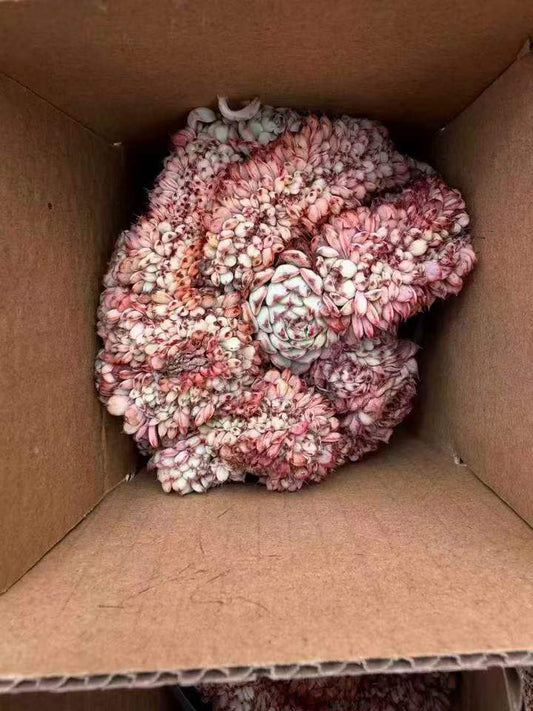 264259 Echeveria Blue Minima Cristata (9cm pot size)