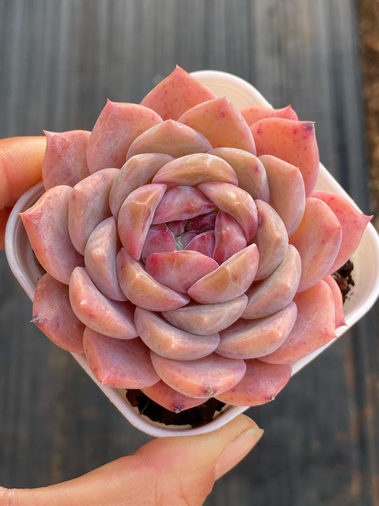 361828 Echeveria Crimson Amber (6.5cm pot size)