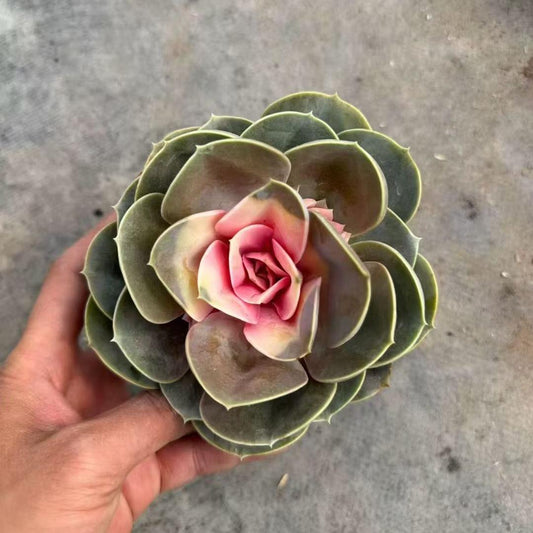 26329 Echeveria Perle von Nurnberg (12cm pot size)