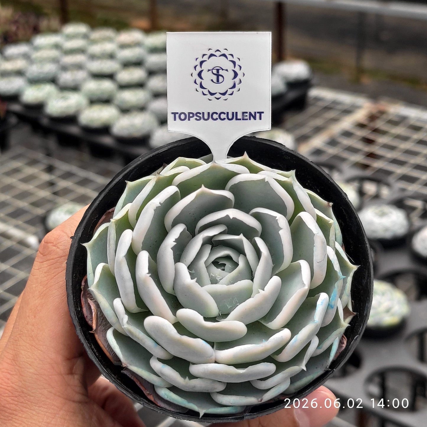 360975 Echeveria Ice Blue Velvet (9cm pot size)