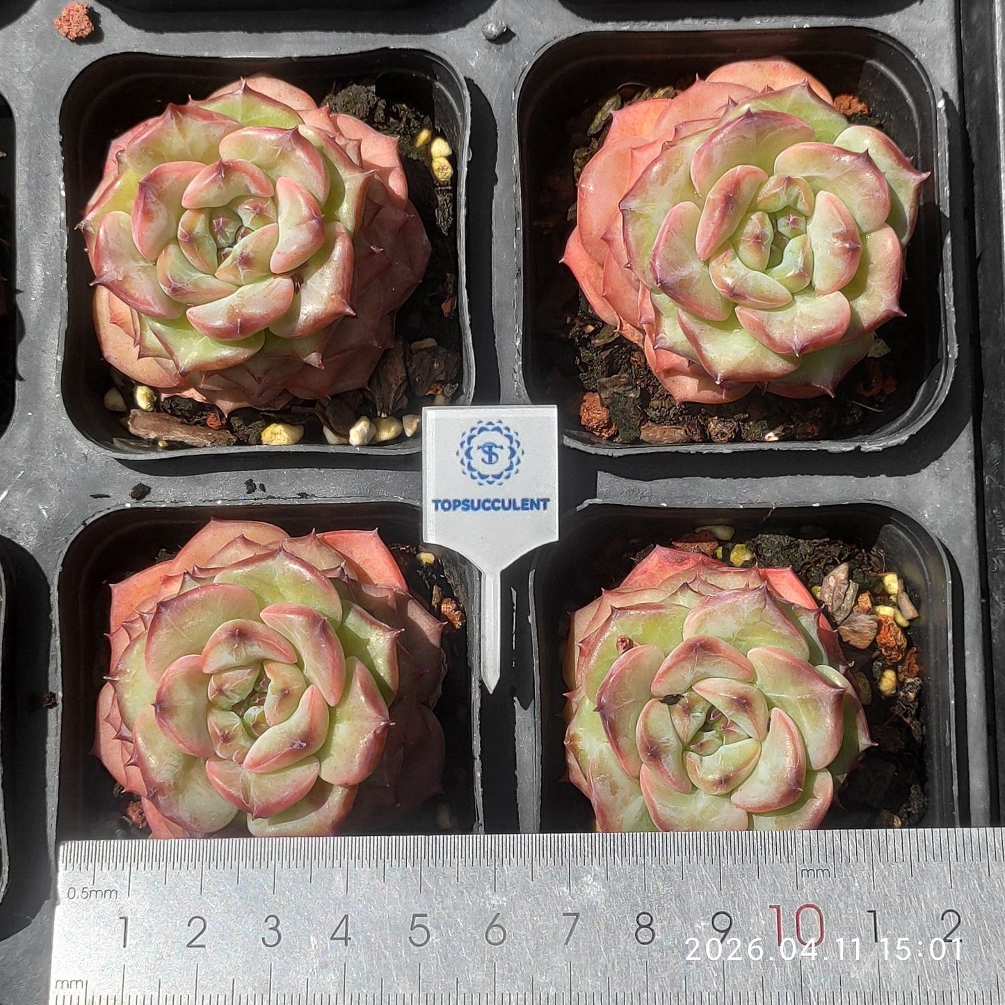 361471 Echeveria Peony Elegance (6.5cm pot size)