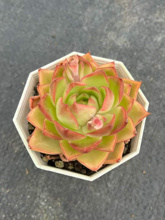 25313 Echeveria Blue Moon (7cm pot size)
